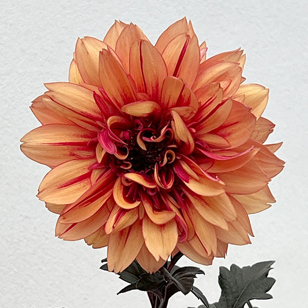 ダリア：ラベラ・グランデ　チョコレートアンバー3.5号ポットのサムネイル