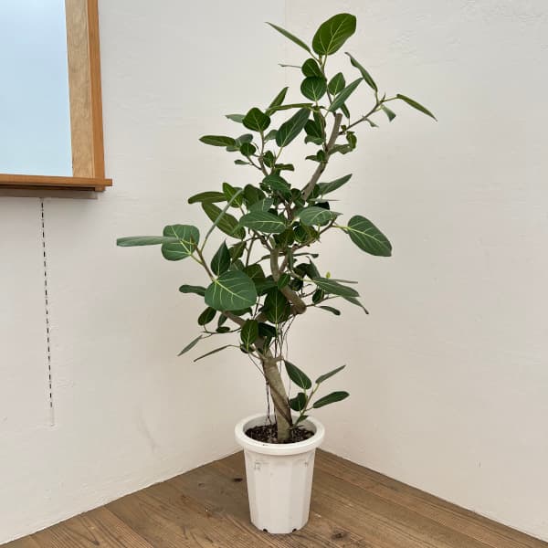 楽天市場】ベンガレンシス 9号の通販