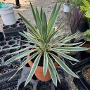 観葉植物/ユッカ:グロリオサ バリエゲイテッド 8号鉢植え