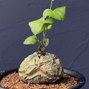 観葉植物/ディオスコレア(亀甲竜):エレファンティペス セレクト株 3号鉢植え