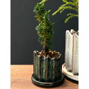 山野草の苗/スギ:八房緑杉 陶器鉢植え/リオン緑S(直径約8cm)・皿付