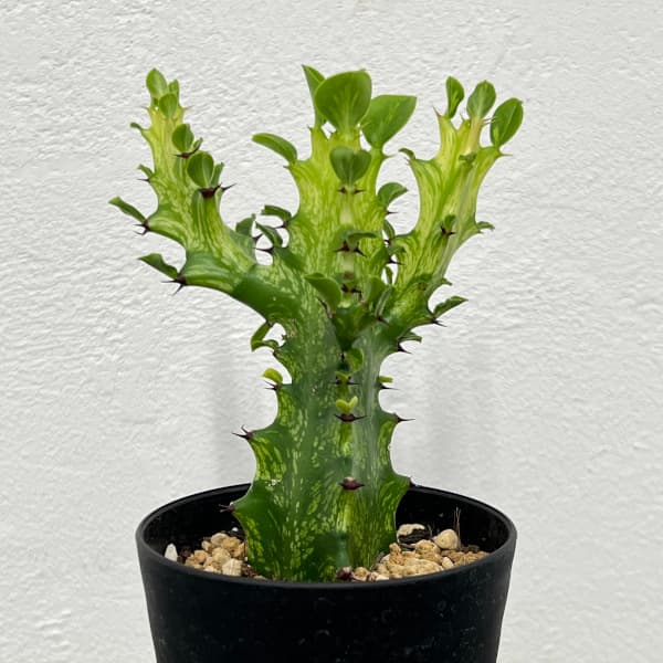 観葉植物/ユーフォルビア：翡翠石ス...