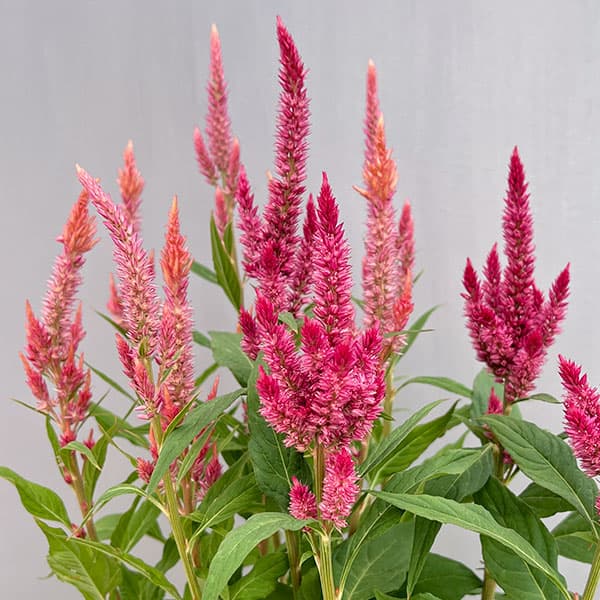 草花の苗/セロシア（ケイトウ）：高見園芸さん育種選抜株（赤-朱色系）3号ロングポットのサムネイル