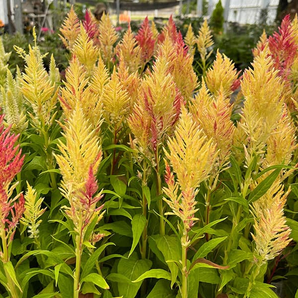 草花の苗/セロシア（ケイトウ）：高見園芸さん育種選抜株（イエローキメラROKAさん選抜維持系）3号ロングポットのサムネイル