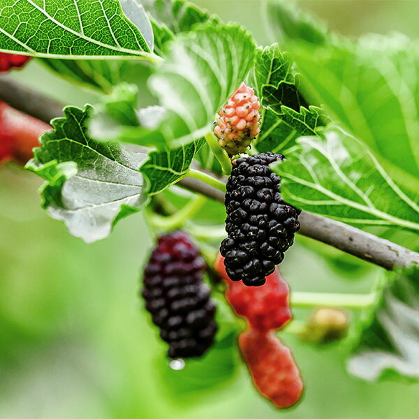 果樹の苗/マルベリー（桑）：USA 3号ポット