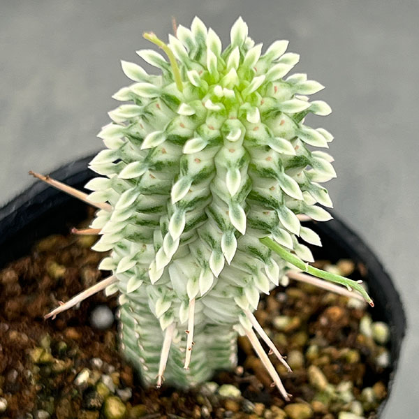 楽天市場】ユーフォルビア 白樺キリンの通販