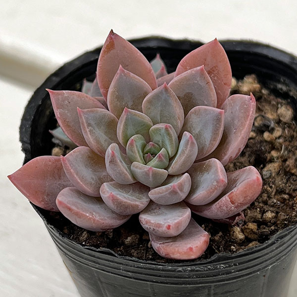 観葉植物/エケベリア：ルル 2号ポット