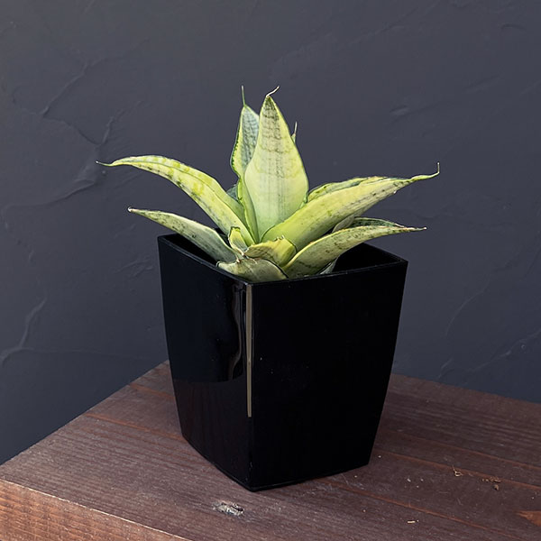 観葉植物/サンセベリア：ガブリエラ ホワイトバリエガータ 3号鉢入り