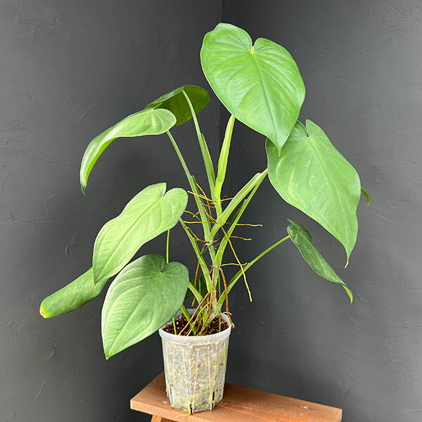 観葉植物/シンゴニウム：チアペンス 6号鉢植え*