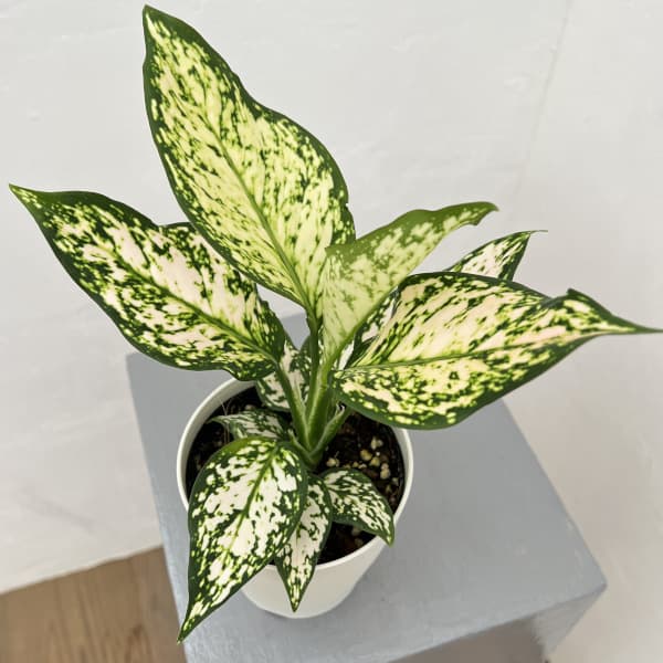 観葉植物/アグラオネマ：エイリーン4号鉢入り