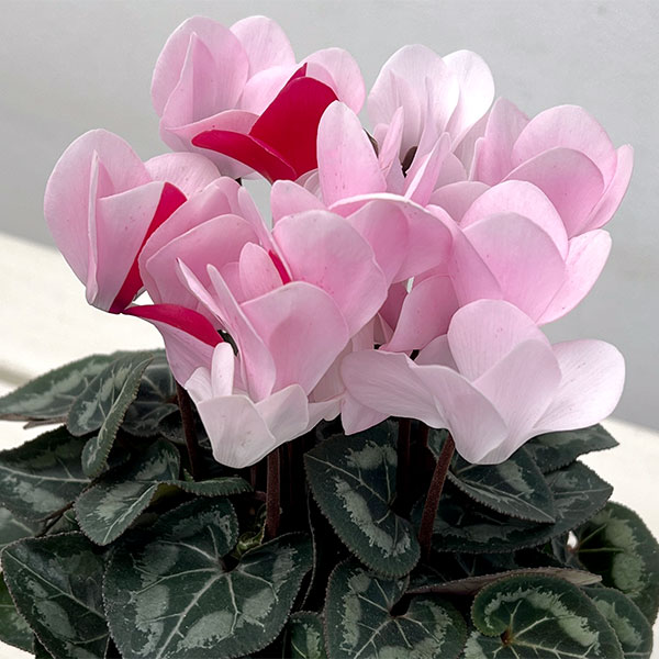 草花の苗/シクラメン：ロージーグロー3号ポットのサムネイル