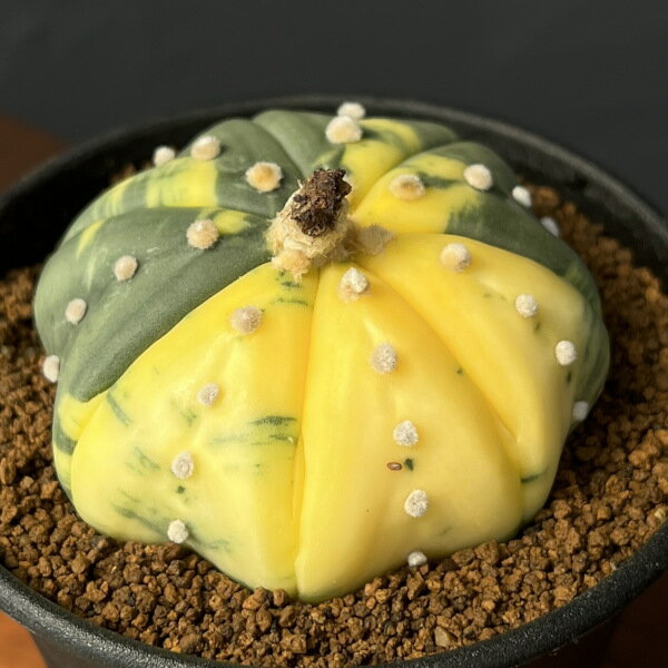 観葉植物/アストロフィツム：兜丸錦（かぶとまるにしき）3号鉢植え25-01