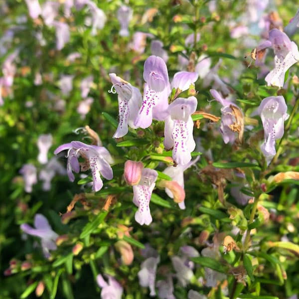 楽天市場】カラミンサ苗の通販