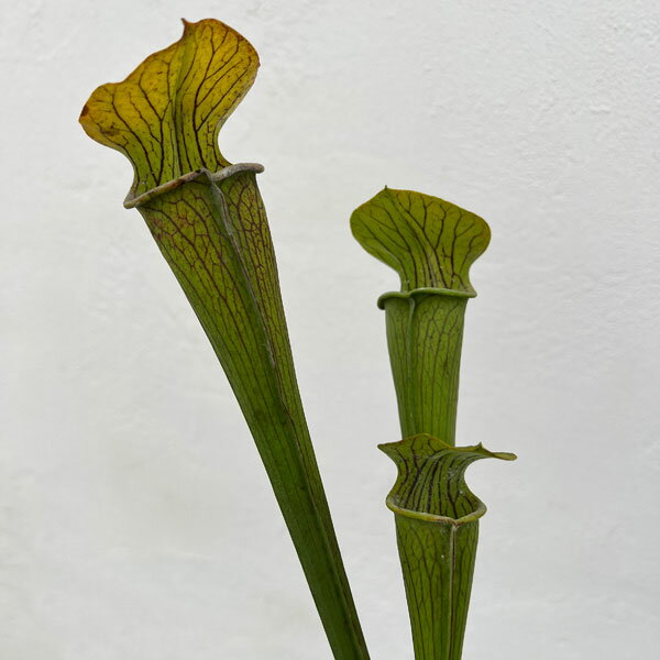 観葉植物/[棚卸セール]サラセニア：アラータ ヒルトップレイクス, テキサス, ヴェインドフォーム 3号ポット