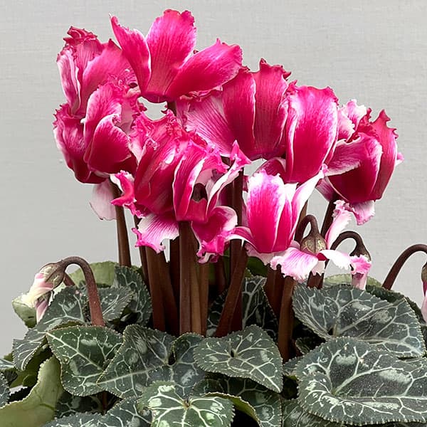 シクラメン：リリベル ワインレッド4号鉢植え