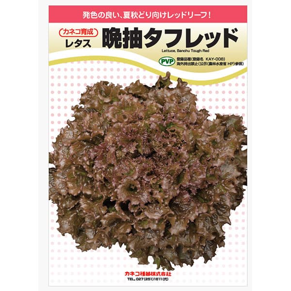 レタス：暑さに強い レッドリーフレタス 晩抽タフレッド[春・夏まき 野菜タネ PVP]*