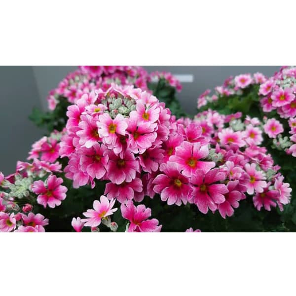 （わけあり特価）プリムラ・フジザクラ（富士桜）：バイカラーレッド5号鉢植え（覆輪レッド）