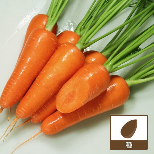 [送料無料](業務用・受注生産品)ニンジン種：ひとみ(R)5寸 2dl[野菜タネ]*（R）