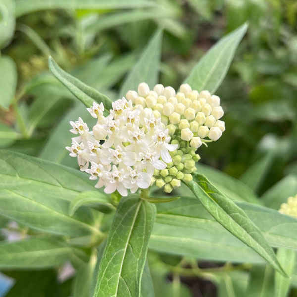 草花の苗/アスクレピアス：インカルナータ・アイスバレー（白花）3.5号ポット