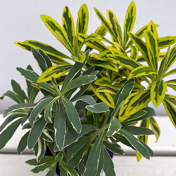 草花の苗/ユーフォルビア：マリアージュ（2色植え：ゴールデンレインボー＆シルバースワン）3.5号ポット