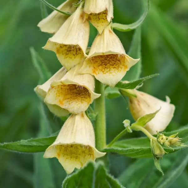 草花の苗/ジギタリス：アンビカ カリヨン3号ポット