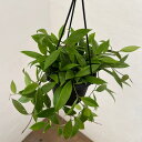 観葉植物/ホヤ:メモリア 4号吊り鉢