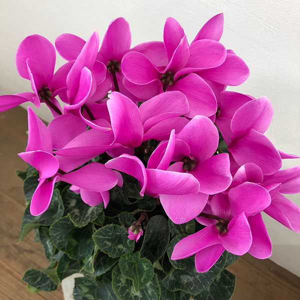 シクラメン：ハリオス ラベンダー5号鉢植え