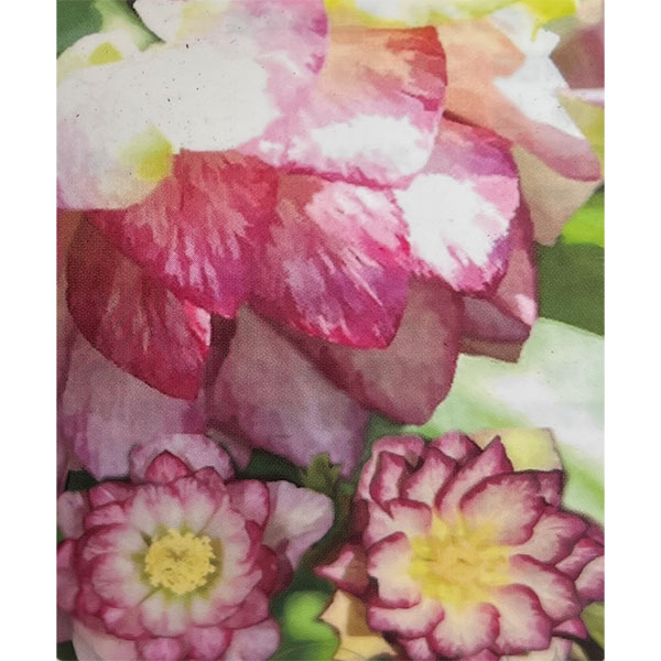 曽田園芸さんのクリスマスローズ：ダブルバイカラーグレープ3.5号ロングポットのサムネイル