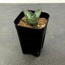 観葉植物/アガベ:チタノタ パンダ 3号鉢植え*