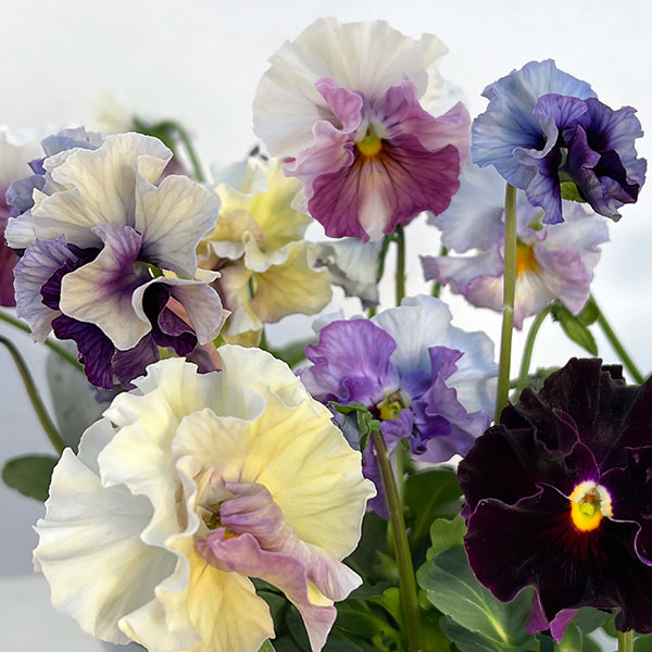 草花の苗/パンジー：フェデネージュ ブルー 3-3.5号ポットのサムネイル