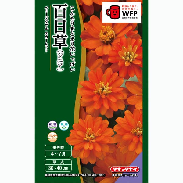 百日草（ジニア）：ベリーズダブル スカーレット（半八重）[タキイ 花タネ]
