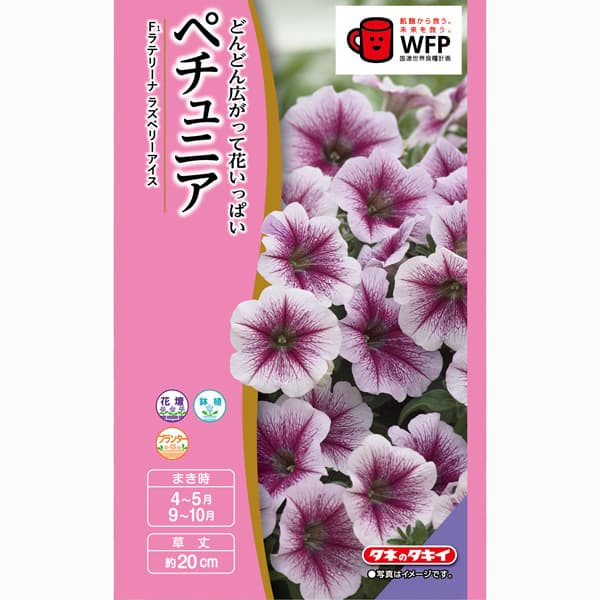 ペチュニア：F1ラテリーナ ラズベリーアイス[タキイ 花タネ]