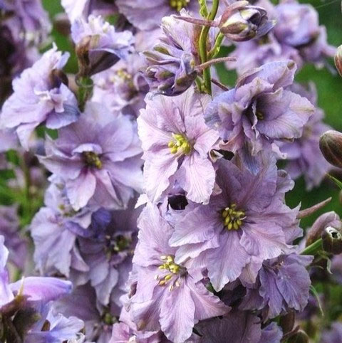 草花の苗/千鳥草（チドリソウ・ラークスパー）：ミスティ—ラベンダー3.5号ポットのサムネイル