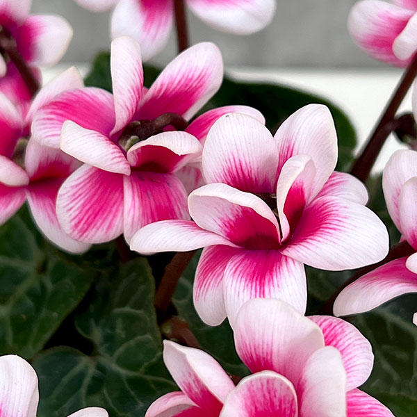 草花の苗/八重シクラメン：チモ ピコティローズ（濃桃）3号ポット