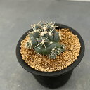 観葉植物/サボテン:象牙丸 3号鉢植え