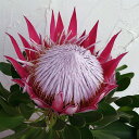 花木 庭木の苗/(わけあり特価)プロテア:リトルプリンス5号鉢植え**
