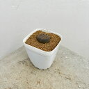観葉植物/リトープス:TL:15Km NofHopetown(SA) 2.5号鉢植え*