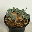 観葉植物/オトンナ:カカリオイデス 2.5号鉢植え24-01