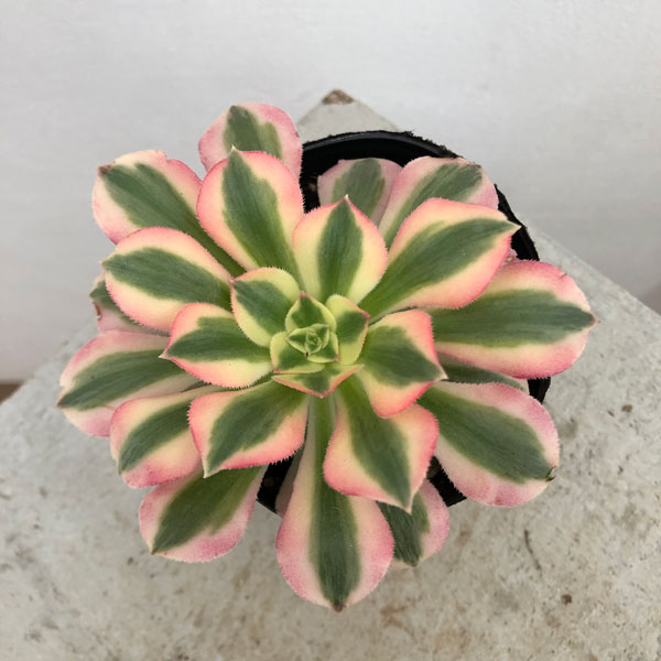 観葉植物/アエオニウム：ピンクウィッチ　3号ポットのサムネイル