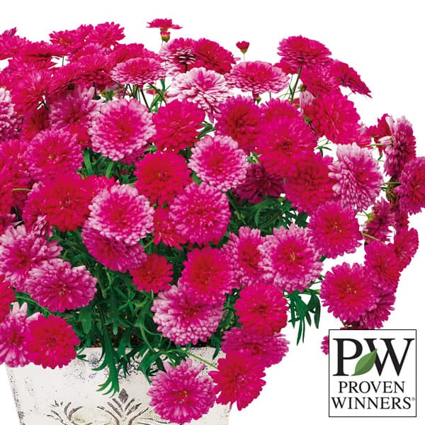 マーガレット：フランボワーズスフレ5号鉢植え