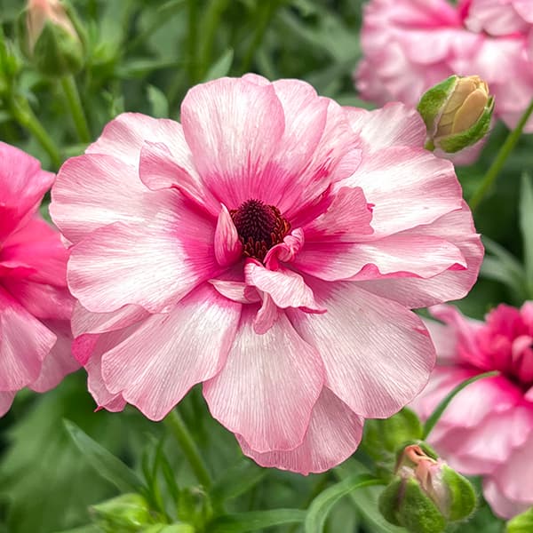 楽天市場】ラナンキュラス：ラックスの通販