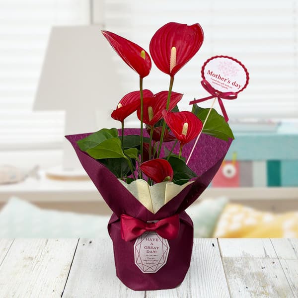 [送料無料][2026年 母の日ギフト][予約]アンスリウム：メロディア イージーケアポット植え