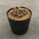 観葉植物/スルコレブチア:クルゲラエ変種ホフマニーKP049 3号鉢植え*