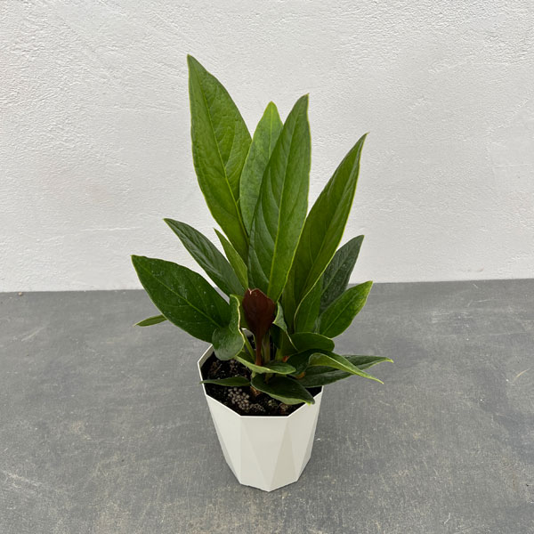 観葉植物/（わけあり特価）アンスリウム：ブロウマニー 4号鉢入り