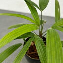 観葉植物/カンノンチク:達磨(だるま)3.5号鉢植え