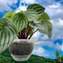 観葉植物/ぺぺロミア:サンデルシー 5号ネガミエルエアー植え