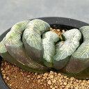 観葉植物/ハオルチア:玉扇 3.5号鉢植え25-02