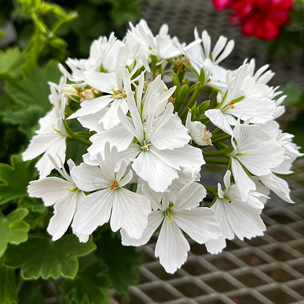 草花の苗/ゼラニウム：スターリー　ピュアホワイト3.5号ポットのサムネイル