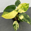 観葉植物/フィロデンドロン:バールマルクス バリエガータ 3.5号ポット