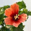 ハイビスカス:プチニクシー5号鉢植え